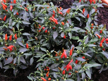 Picture of Demon Red Chilli Pepper